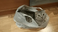 Защо котката ближе полиетиленова пакета и как да го отблъсне от този навик