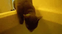 Защо котките не харесват водата?
