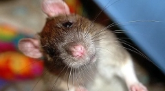 Защо плъхът чука, кликвания и скърца със зъби