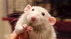 Защо плъх се усмихва и се смее