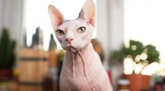 Защо хората не обичат котките?