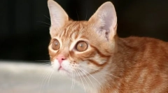 Защо котката лежи?