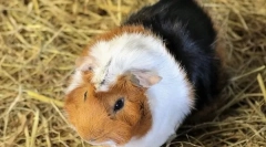 Защо морското свинче се нарича морско свинче