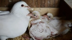 Защо никога не виждаме гълъби пилета. Те ги крият?