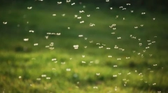 Защо комарите пианийски?