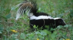 Защо skunk мирише лошо?