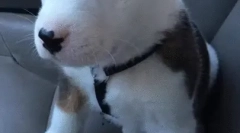 Защо кучето икат