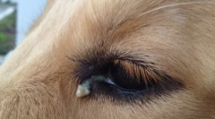 Защо кучето присви очи