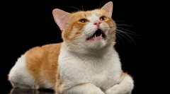 Защо стерилизираната котка вика?