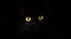 Защо котките светят очите?