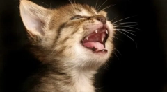 Защо котките падат зъбите?