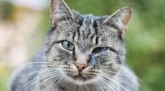 Защо котките фантастични очи?
