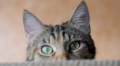 Защо котки горещи уши?