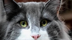 Защо котките червени очи?