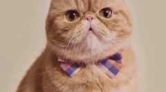 Защо цветът на котката се променя?