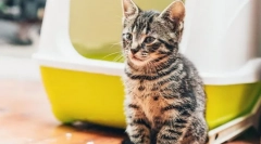 Защо не може да котка?