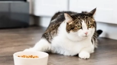 Защо котката даде апетит?