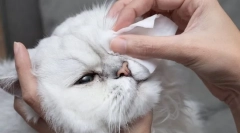 Защо котката ще получи очите им?