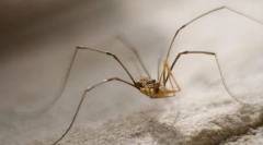 Защо сено на сеното е толкова лесно?