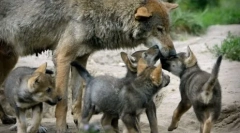 Защо вълците се намират толкова рядко