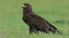 Препитание