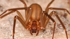 Изгаряне на спайдърмен