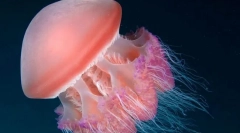 Вие ли сте полезни за медузи?