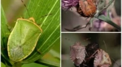 Полезни и вредни градински буболечки