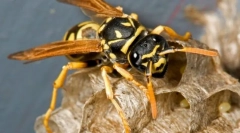 Раирани бъгове