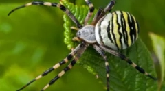 Brunnich railed spider