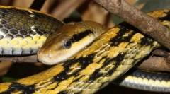 Полоза финост