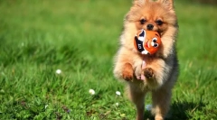 Pomeranian spitz (снимки): пробие дете и безкраен преданоотдаден