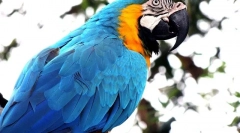 Parrot ara и съдържание
