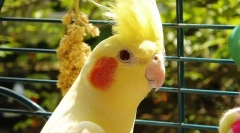 Parrot corella грижа и съдържание