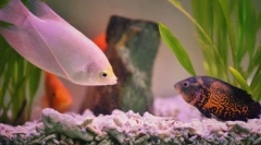 Популярни аквариумни риби