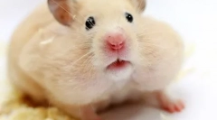 Порода homyakov