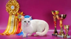 Котка породи с къси крака