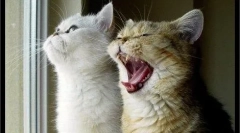 Котка порода