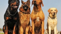 Породи за кучета