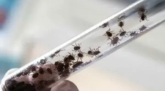 Последствията от прехвърления енцефалит