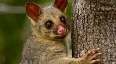 Притежават обикновени