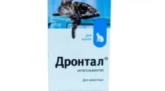 Увеличено слюноотделяне на котката: защо възниква и какви мерки да се направят