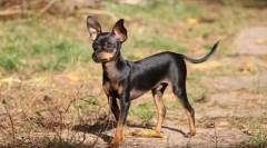 Пражкичка дрънкалка