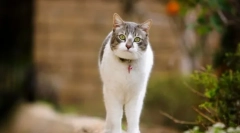 Подготовка за сексуален контрол на котките и котките