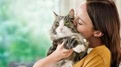 Причини за алергии върху котките