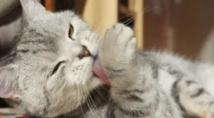 Причинява защо котката непрекъснато се сърби и ближе