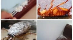 Прилагане на сушилнята от хлебарки и центрове