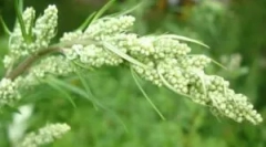 Използването на пелин от бълха къща