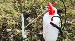 Приложение в градинарството на желязното епифаене