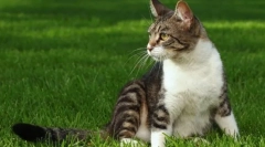 Придобиване на мощна котка